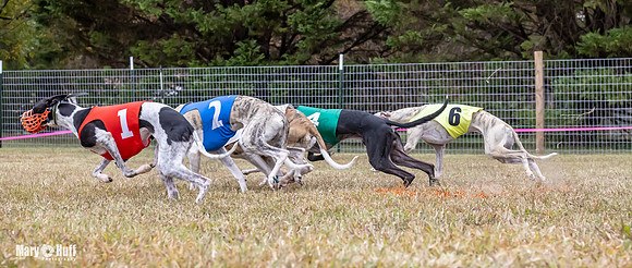 Program 1 Race 6 Tusi Bacon Danie Bandit Shimmy Kali-0578