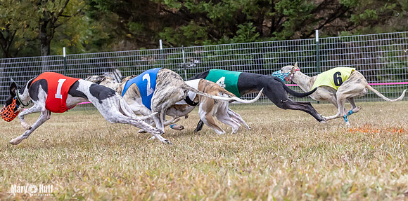 Program 1 Race 6 Tusi Bacon Danie Bandit Shimmy Kali-0579