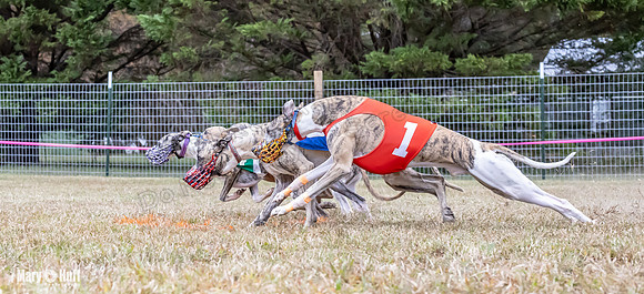 Program 1 Race 4 Nitro Trillian Roxy Sadie-0538