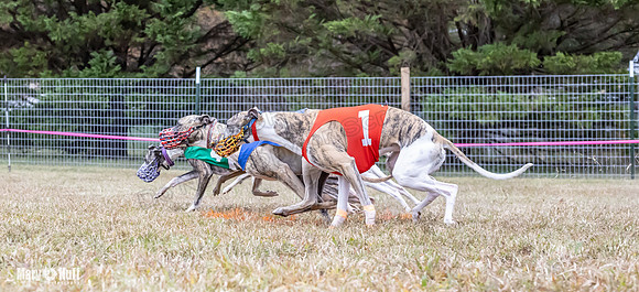 Program 1 Race 4 Nitro Trillian Roxy Sadie-0539