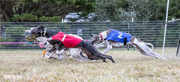 Program 1 Race 5 Sid Riley Pedro Sherlock Tissy Checkmate-0559