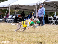Program 4, Race 1 Bandit Elsa Stripe Kali Teak Nitro-3811