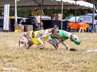 Program 4, Race 1 Bandit Elsa Stripe Kali Teak Nitro-3814