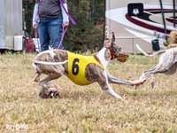 Program 4, Race 1 Bandit Elsa Stripe Kali Teak Nitro-3819