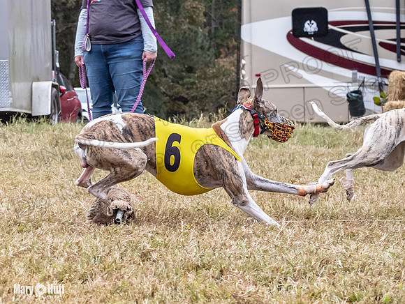 Program 4, Race 1 Bandit Elsa Stripe Kali Teak Nitro-3819