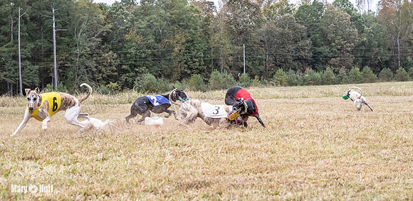 Program 4, Race 1 Bandit Elsa Stripe Kali Teak Nitro-3833