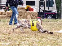 Program 4, Race 1 Bandit Elsa Stripe Kali Teak Nitro-3822