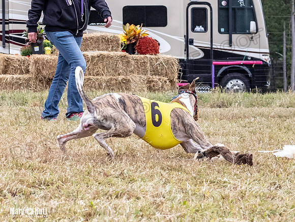 Program 4, Race 1 Bandit Elsa Stripe Kali Teak Nitro-3822