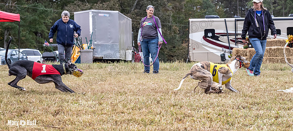 Program 4, Race 1 Bandit Elsa Stripe Kali Teak Nitro-3820