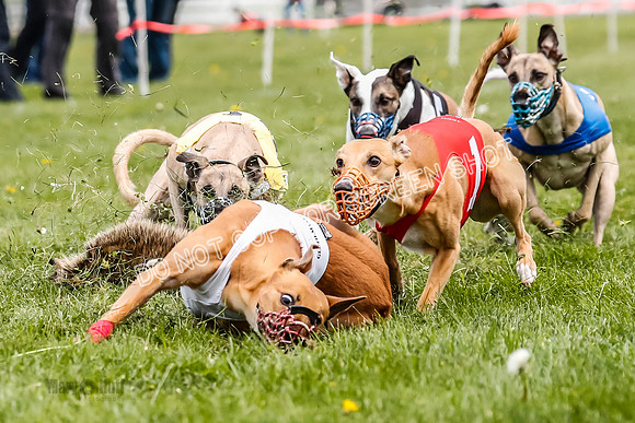 WRA, Prg 2, Race 12, Bookie Joplin Rogue Chase Jigsaw Rum-9073