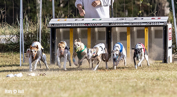 Program 4 Race 8 Wallie Shimmy Violet Maverick Conway Red-9384