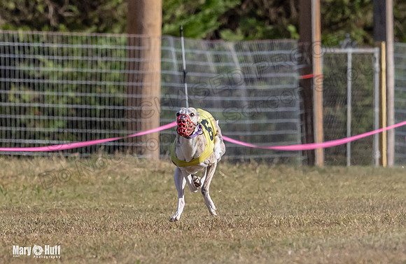 Program 4 Race 6 Pedro Sneakers Mimic Pearl Dancie Sadie-9296