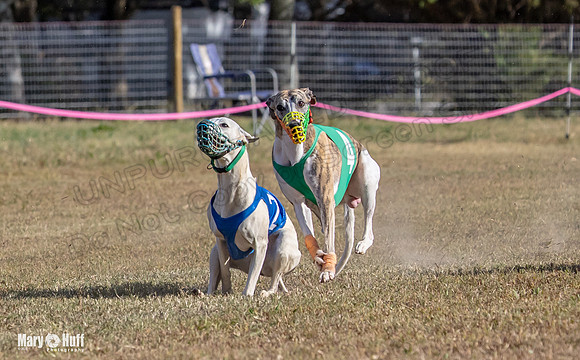 Program 4 Race 4 Bogie Emma Sherlock Nitro Stripe Piper-9223