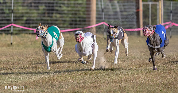 Program 4 Race 6 Pedro Sneakers Mimic Pearl Dancie Sadie-9308