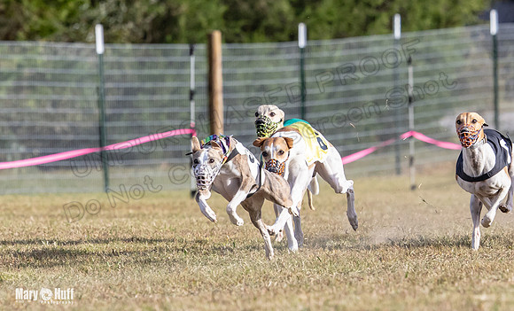 Program 4 Race 8 Wallie Shimmy Violet Maverick Conway Red-9408