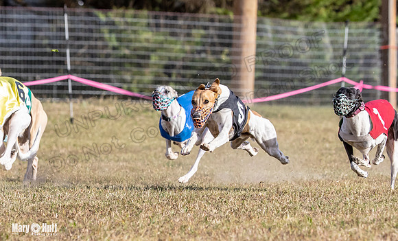 Program 4 Race 8 Wallie Shimmy Violet Maverick Conway Red-9420