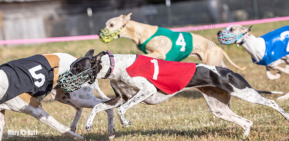 Program 4 Race 8 Wallie Shimmy Violet Maverick Conway Red-9436