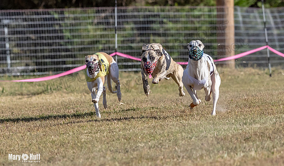 Program 4 Race 4 Bogie Emma Sherlock Nitro Stripe Piper-9208