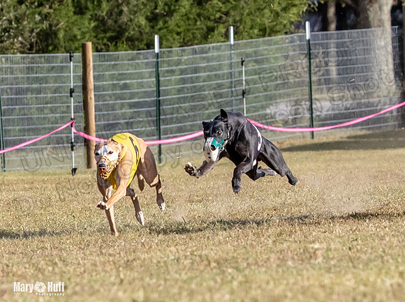 Program 4 Race 10 Remus Bender SweetNlow Grim Wanda-9496