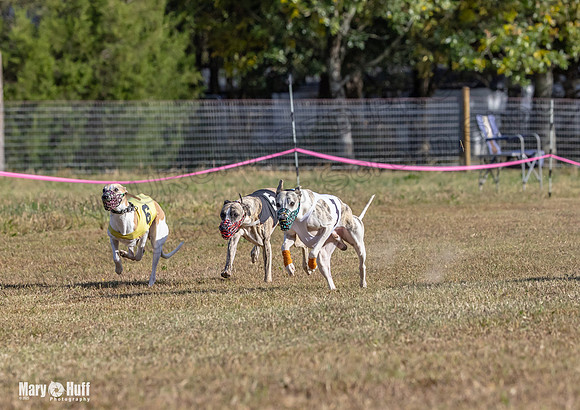 Program 4 Race 4 Bogie Emma Sherlock Nitro Stripe Piper-9220