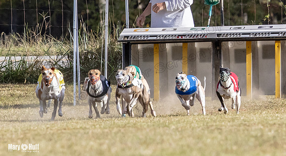 Program 4 Race 8 Wallie Shimmy Violet Maverick Conway Red-9392