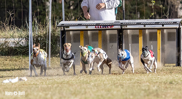 Program 4 Race 8 Wallie Shimmy Violet Maverick Conway Red-9386