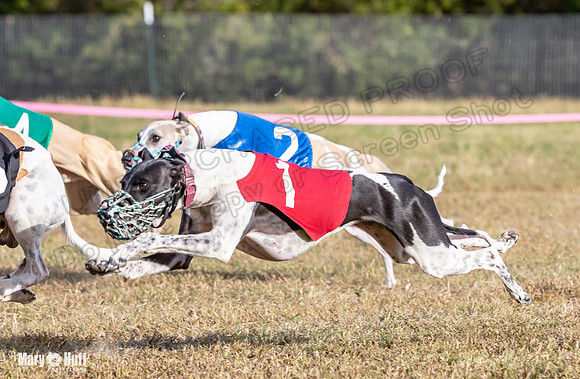 Program 4 Race 8 Wallie Shimmy Violet Maverick Conway Red-9433