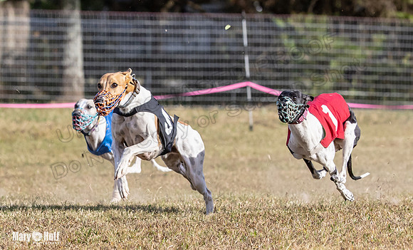 Program 4 Race 8 Wallie Shimmy Violet Maverick Conway Red-9423