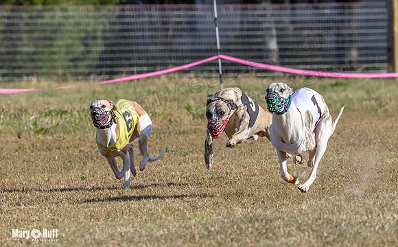 Program 4 Race 4 Bogie Emma Sherlock Nitro Stripe Piper-9219