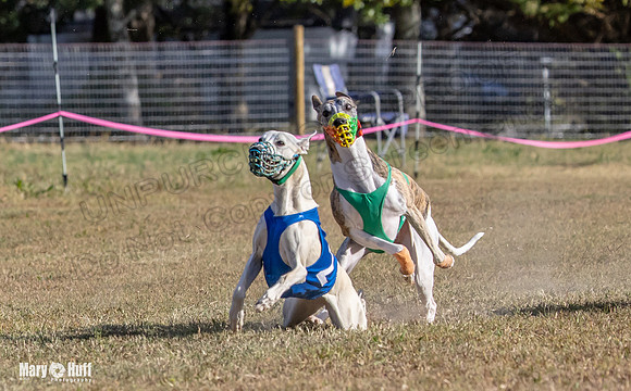 Program 4 Race 4 Bogie Emma Sherlock Nitro Stripe Piper-9224