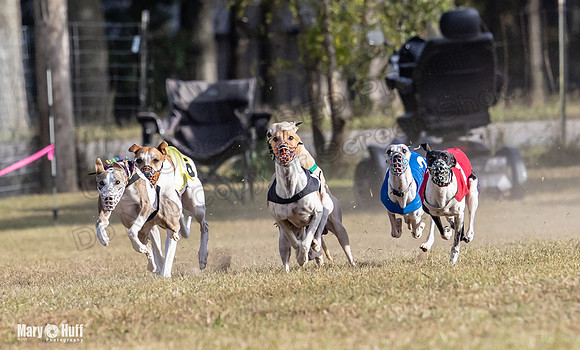 Program 4 Race 8 Wallie Shimmy Violet Maverick Conway Red-9397