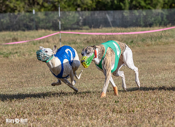 Program 4 Race 4 Bogie Emma Sherlock Nitro Stripe Piper-9227