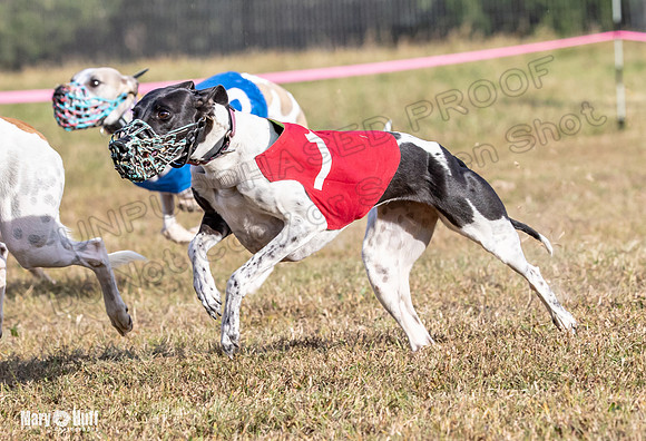 Program 4 Race 8 Wallie Shimmy Violet Maverick Conway Red-9432