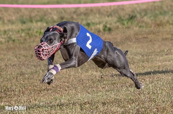Program 4 Race 6 Pedro Sneakers Mimic Pearl Dancie Sadie-9319