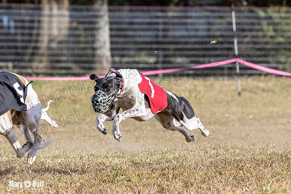 Program 4 Race 8 Wallie Shimmy Violet Maverick Conway Red-9425