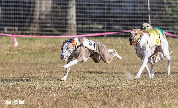 Program 4 Race 8 Wallie Shimmy Violet Maverick Conway Red-9419