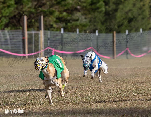 Program 4 Race 7 Roxy Bunny Eagle Player Jethro Darya-9360