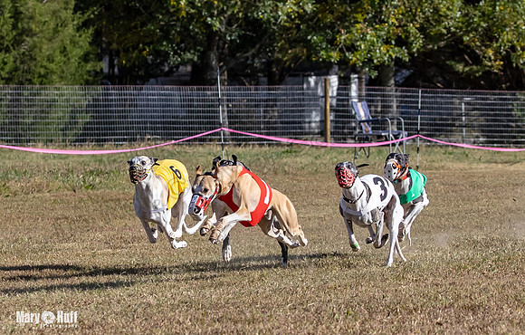 Program 4 Race 2 Raz Elsa Ella Chuck Bexley Bumble-9138