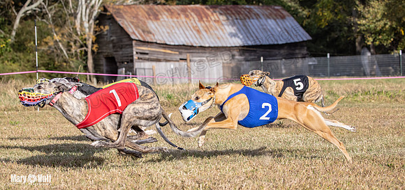 Program 4 Race 9 Veela EllieMae Margie RileyC Damsel-9469