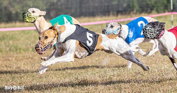 Program 4 Race 8 Wallie Shimmy Violet Maverick Conway Red-9431