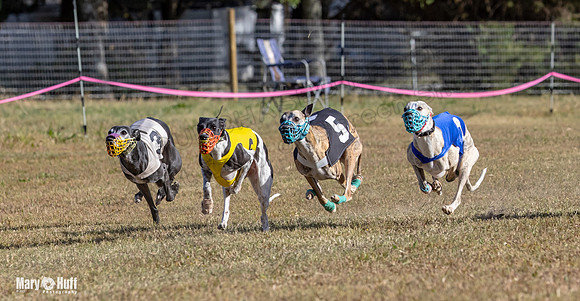 Program 4 Race 3 Gambit Kali Bandit Bacon Checkmate Tusi-9172