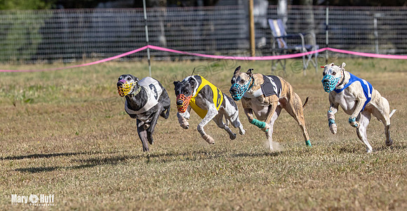 Program 4 Race 3 Gambit Kali Bandit Bacon Checkmate Tusi-9173