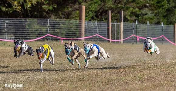 Program 4 Race 3 Gambit Kali Bandit Bacon Checkmate Tusi-9166