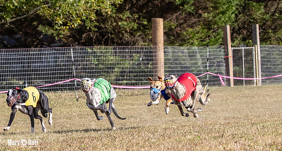 Program 4 Race 9 Veela EllieMae Margie RileyC Damsel-9454