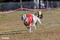 Program 4 Race 1 Swizzle CaraCara Mizuno Teak Clara Zen-9105