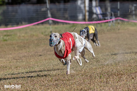 Program 4 Race 1 Swizzle CaraCara Mizuno Teak Clara Zen-9105
