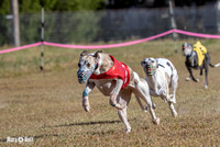 Program 4 Race 1 Swizzle CaraCara Mizuno Teak Clara Zen-9107