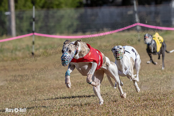 Program 4 Race 1 Swizzle CaraCara Mizuno Teak Clara Zen-9107