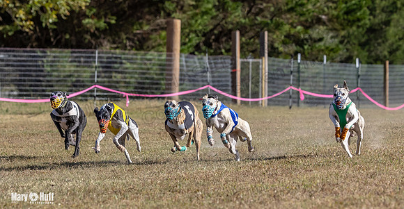 Program 4 Race 3 Gambit Kali Bandit Bacon Checkmate Tusi-9165