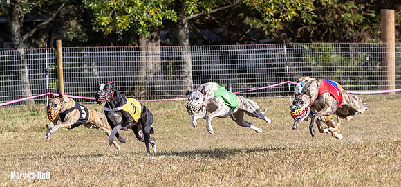 Program 4 Race 9 Veela EllieMae Margie RileyC Damsel-9456